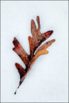 Oak Leaf in Snow 6595-1