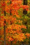 Northwoods Autumn Trees 8564