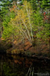 Northwoods Autumn Stream 2632